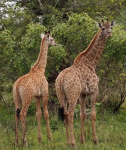 ムクゼ動物保護区のサファリ